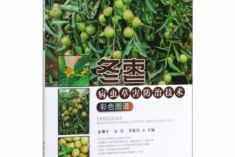 秋淋天气后，冬枣园管理技术全解析