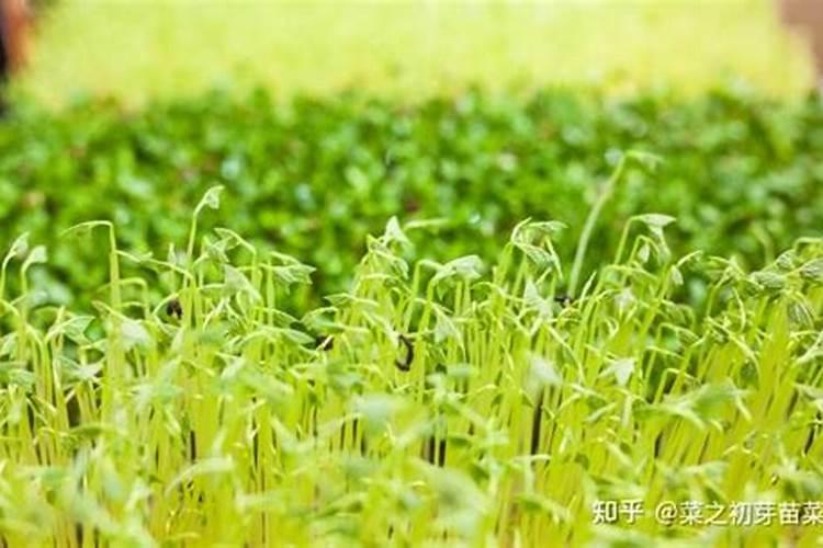 芽苗菜栽培需要哪些设施和材料？