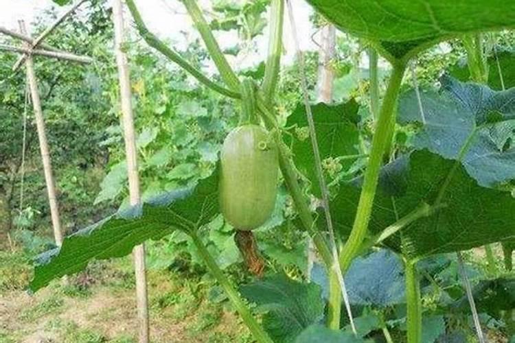 金丝瓜高效栽培技术揭秘：提升产量与品质的农业革新