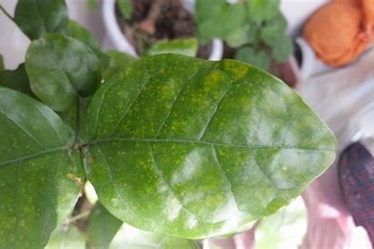 守护芬芳：如何防治茉莉花病虫害？
