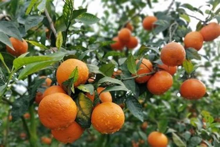 广西柑橘施肥技术：提升产量与品质的关键