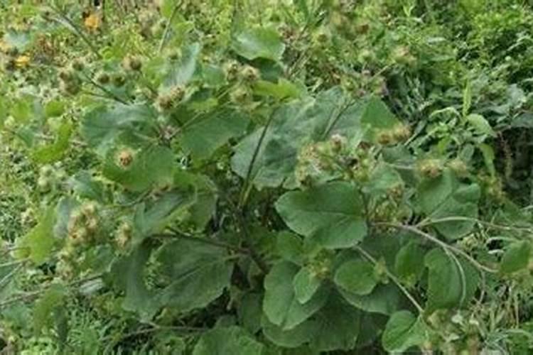 牛蒡种植全攻略：从土壤到收获的详细指南