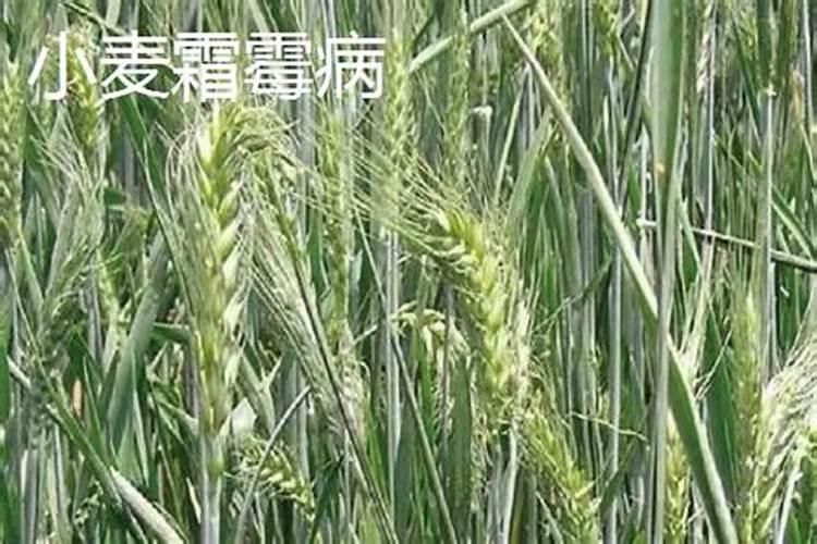 小麦霜霉病的发生与防治