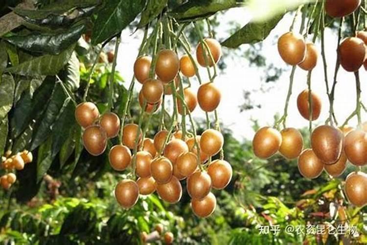 黄皮要用什么叶面肥比较好？