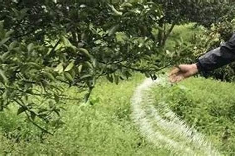 刚种的黄皮树苗可以喷叶面肥吗？