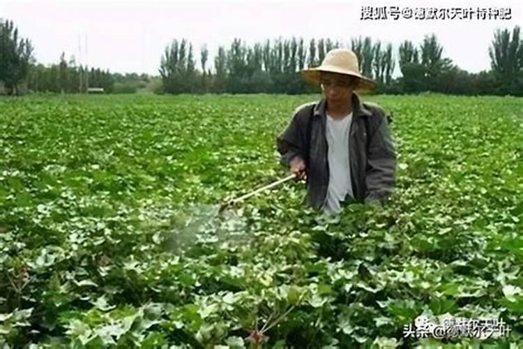 果树叶面施肥的科学之道：注意事项与操作指南