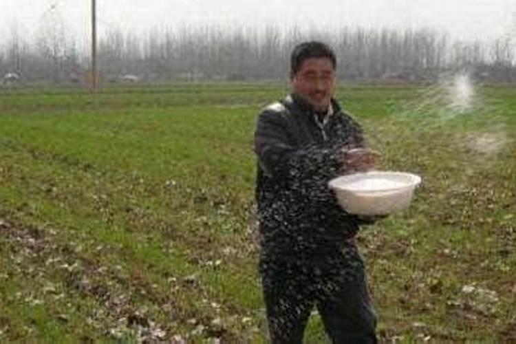 现阶段植棉是否需要年年施用磷肥？