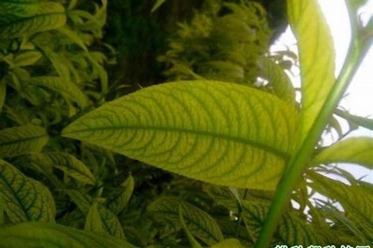 桃树缺锰症有什么症状？