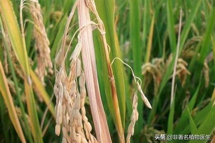 水稻穗颈瘟病的防治最佳时期是什么时候？