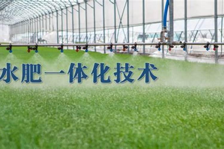 油菜花期如何进行水肥管理？
