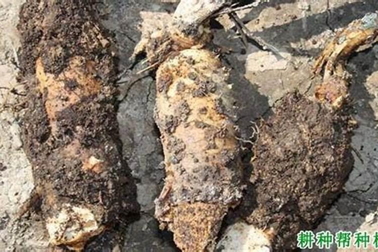 白术根腐病的识别与防治策略