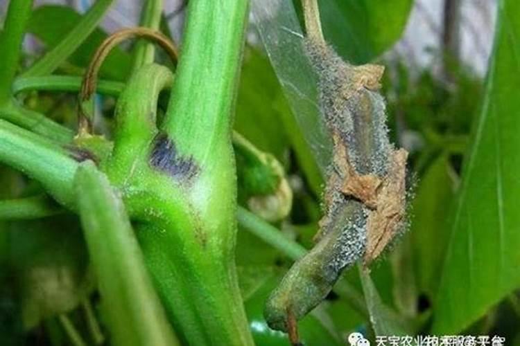 辣椒茎杆发黑是什么原因？