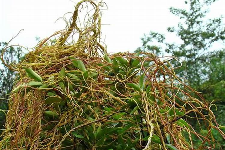 草甘膦在大豆菟丝子防治中的巧妙应用