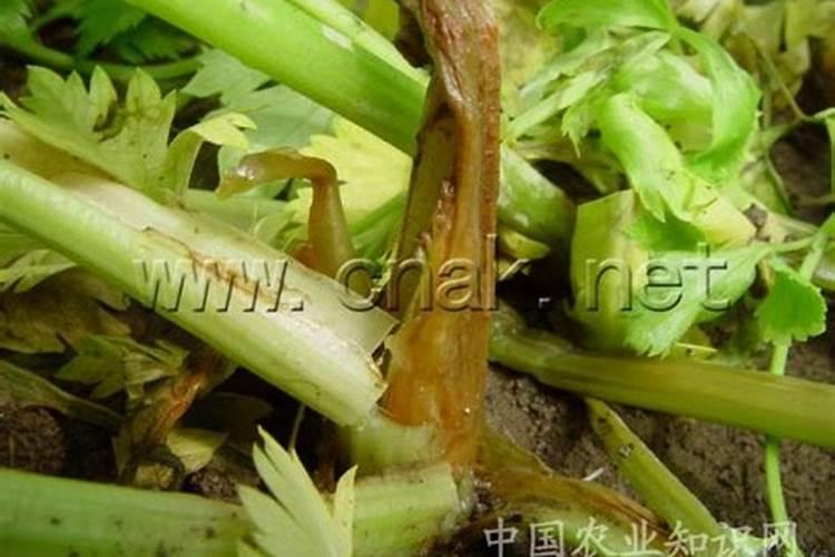 芹菜心腐病这一时期需加强管理