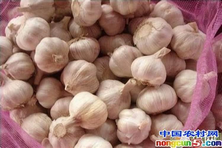 大蒜高效栽培管理技术要点揭秘