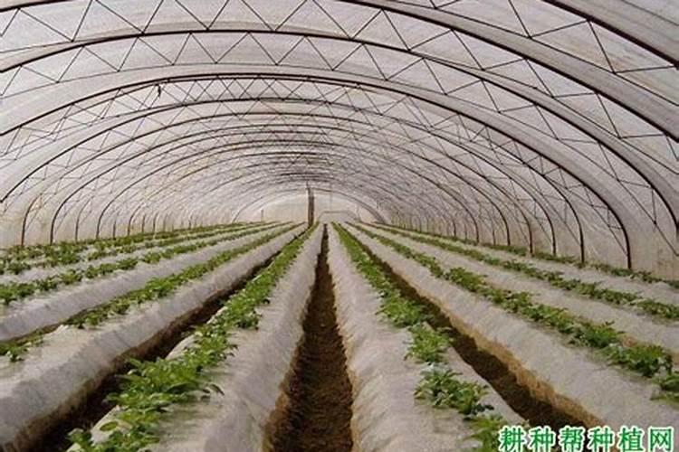 如何避免大棚蔬菜有毒气体的危害？