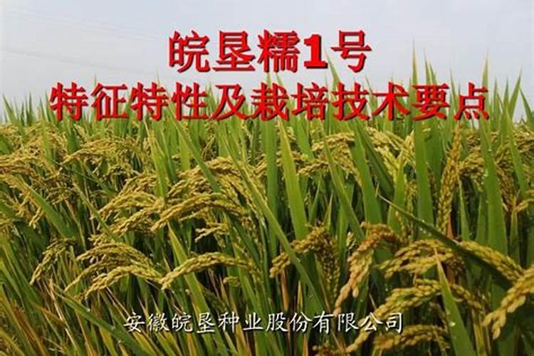 皖麦38的特征特性及高产栽培技术？