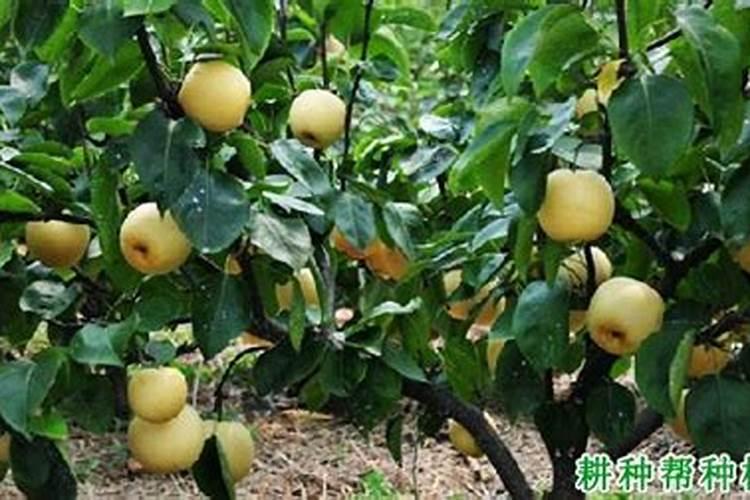 梨树需肥有哪些特点？梨树施肥有什么配方？