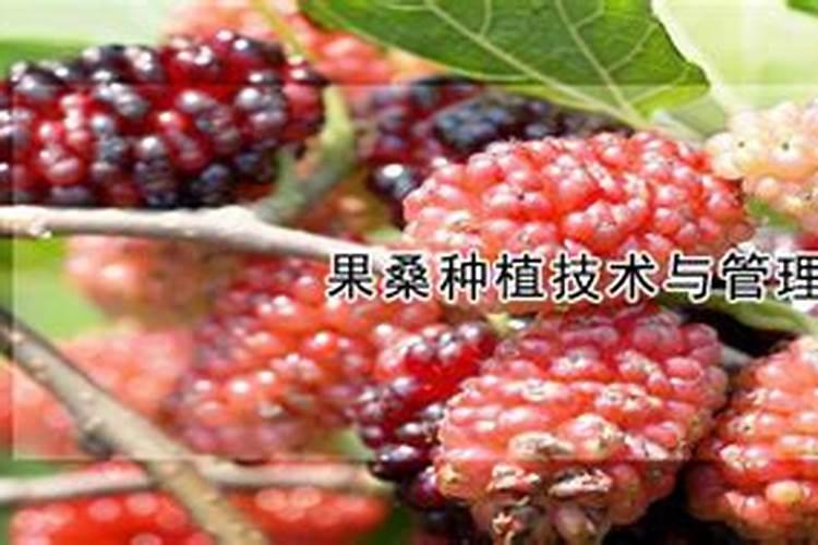 果桑种植技术与繁殖方法：掌握关键步骤，实现高产高效？
