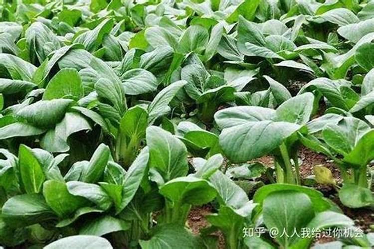 油青12号早菜心栽培技术要点