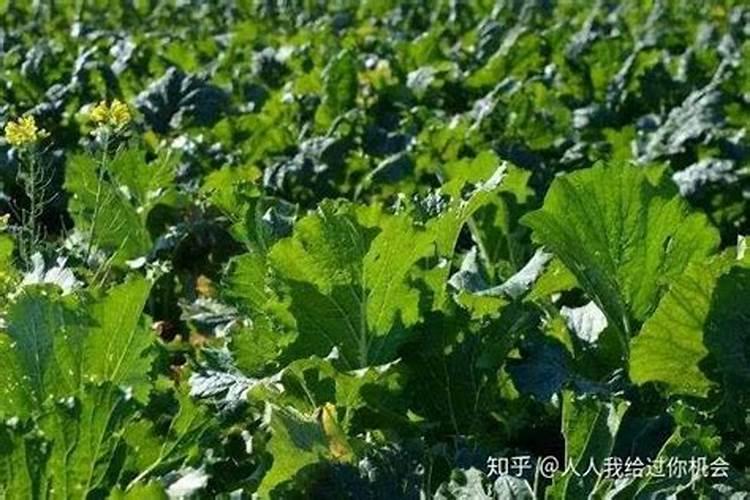油青甜菜心的种植方法,其中你对此有多少了解呢？