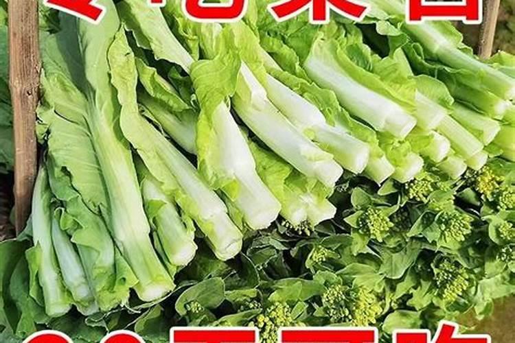 油青甜菜心是什么菜？