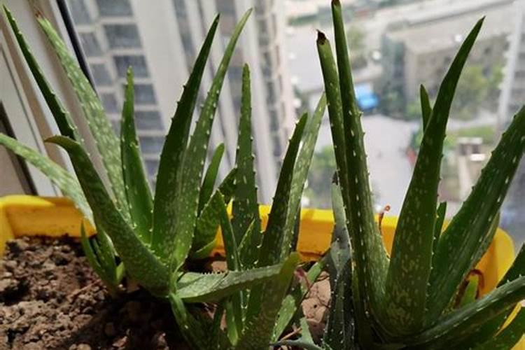 芦荟高效栽培秘籍：快速生长与叶片肥大的双重秘诀