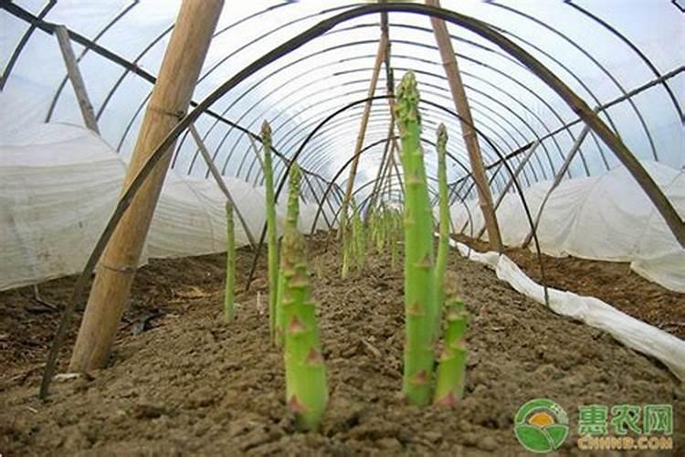 绿色崛起：芦笋高产无公害种植技术揭秘
