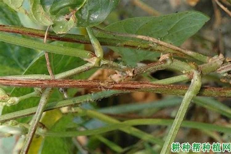 绿色守护：豆角枯萎病的药剂防治策略
