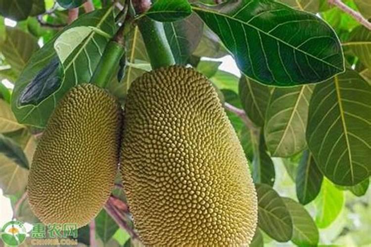 菠萝蜜采果后的滋养之道：合理施肥策略详解