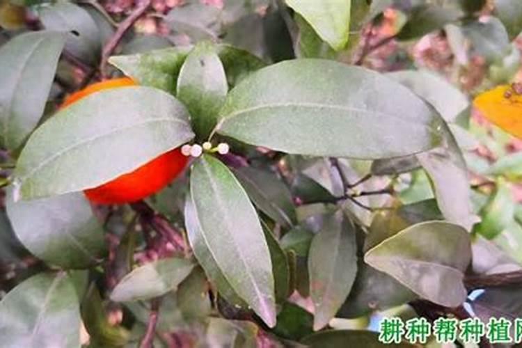 低温天气对沃柑有什么危害？沃柑如何应对低温天气？