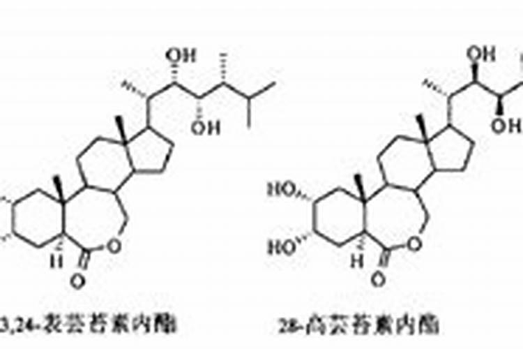 芸苔素内酯的跨界应用：茶叶、烟草、水稻、小麦与中草药的绿色守护者
