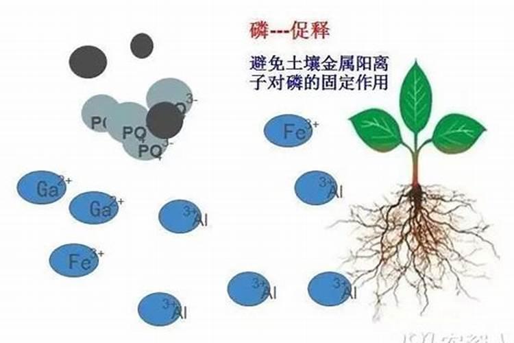 怎样化验肥料中黄腐酸钾的含量？