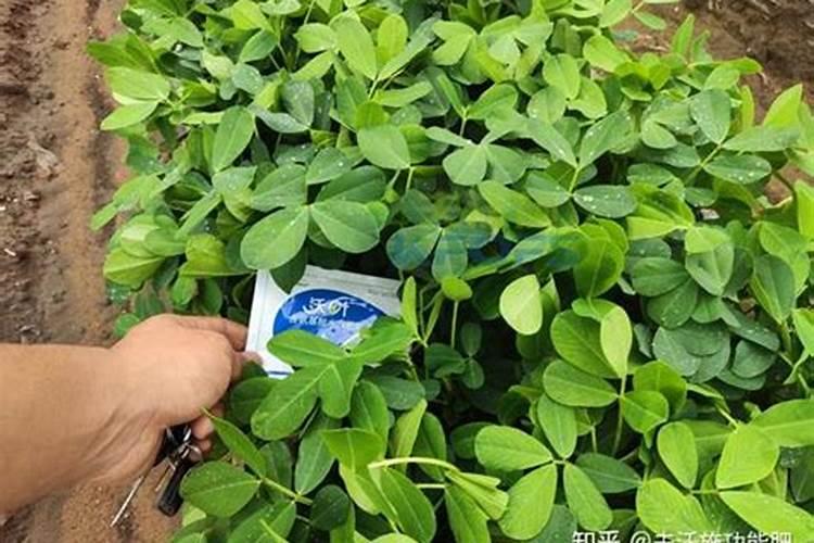怎样把握花木施肥的最佳时期