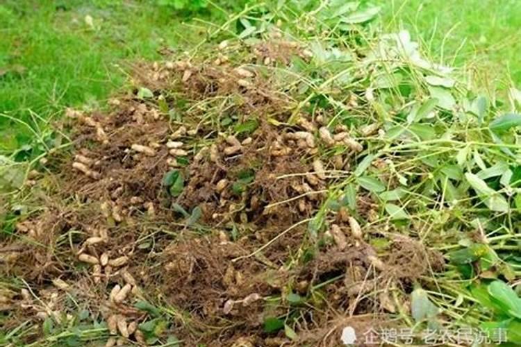怎样防治花生蛴螬？