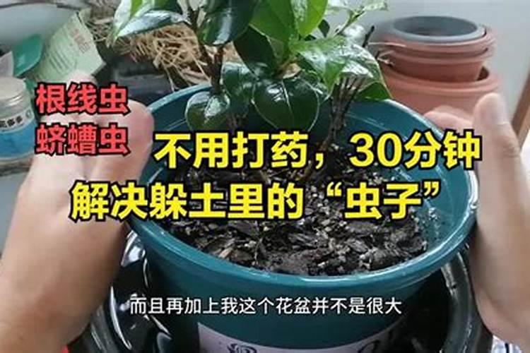 蛴螬虫怎么消灭