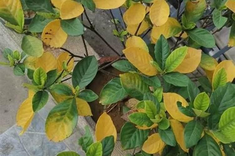 栀子花叶片不黄但顶叶带卷的原因和解决办法？