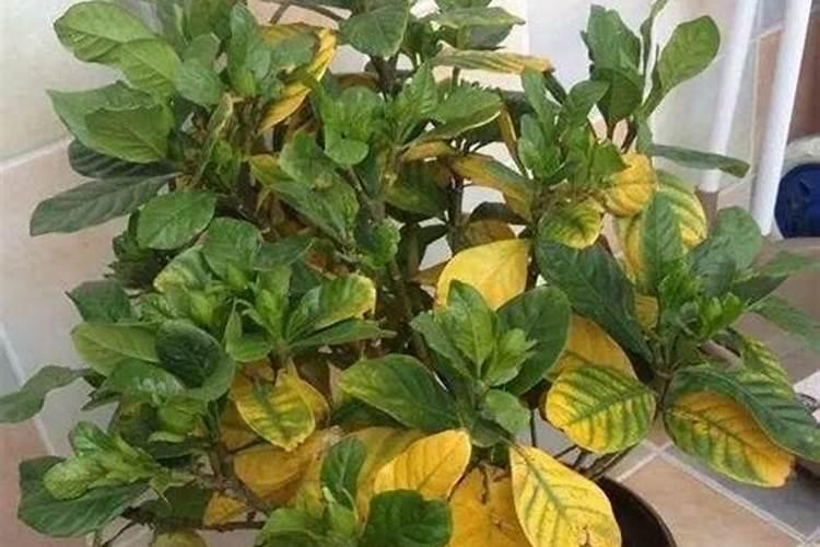 买回来的栀子花重新上盆后黄叶
