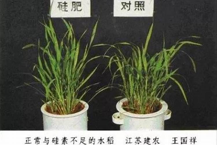 水稻生长期需要多少氮肥肥料？
