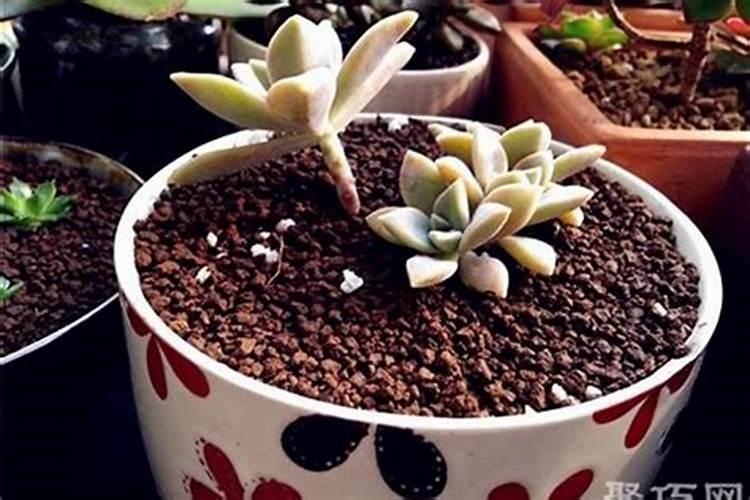 宝石花怎么养，宝石花的养殖方法和注意事项？