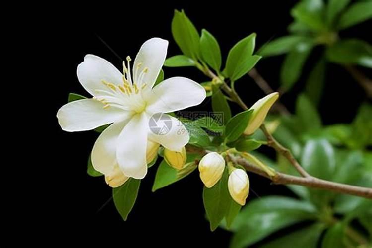 茉莉花开花少或落蕾的原因及对策