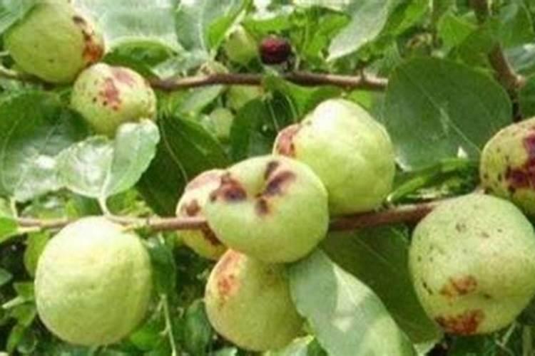 枣后期烂果缩果怎么解决？