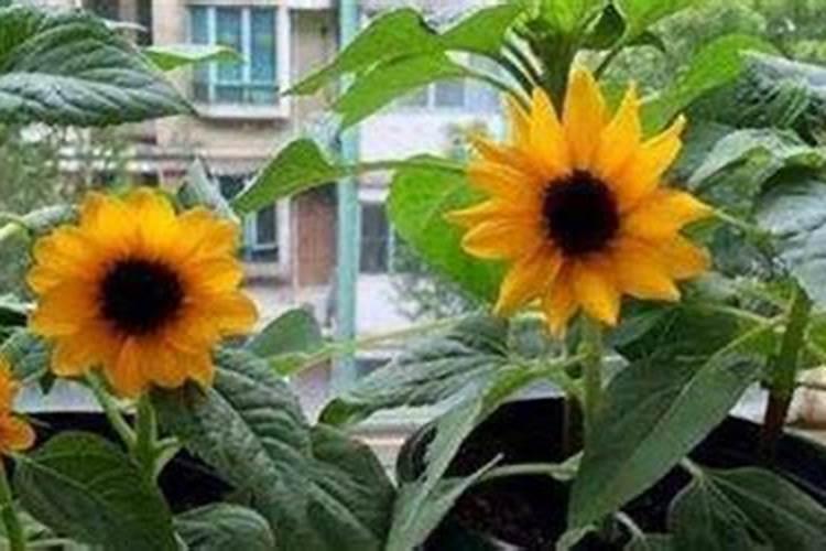 向日葵种植指南：照亮你的花园