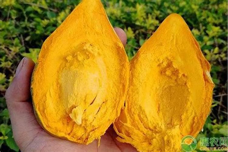 蛋黄果籽的种植方法，附蛋黄果的吃法？