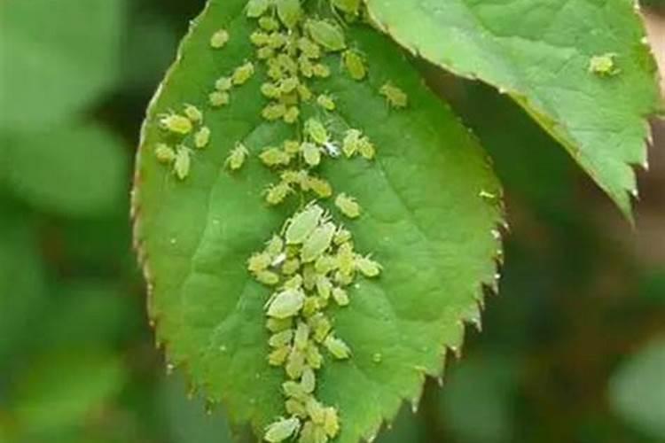 桃树花期需要防治什么病虫害？