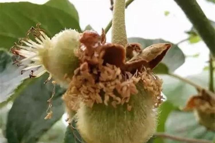 猕猴桃花开之后：掌握座果技巧提升果园产量