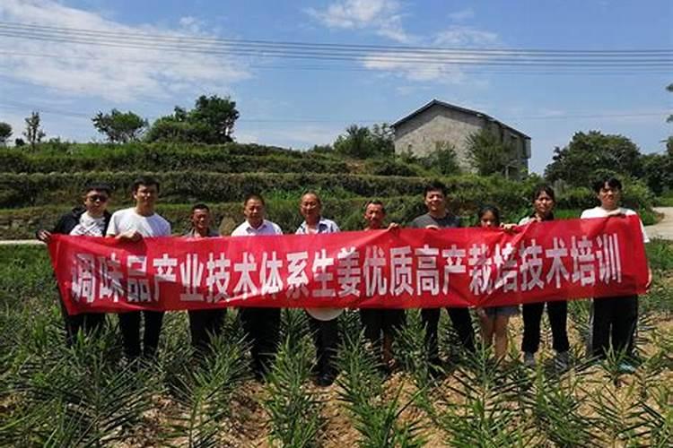 山药高效田间管理技术：实现优质高产的关键