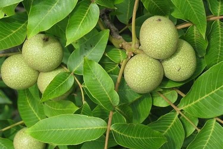 核桃种植的艺术：正确时机与方法的农药喷洒？