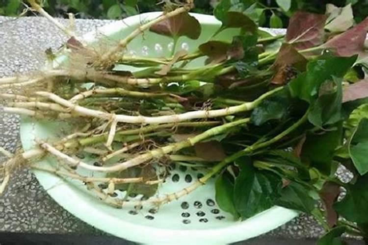 鱼腥草种植方法，土地选择、整地和施底肥是必要的？