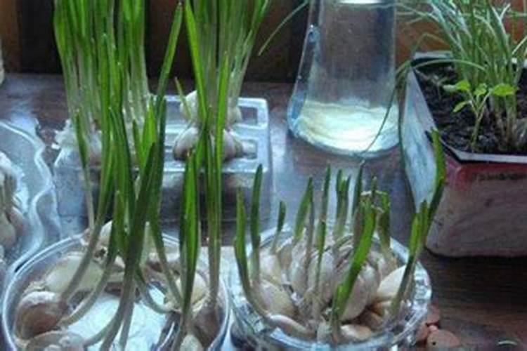 大蒜培育的金钥匙：肥料施用技术详解